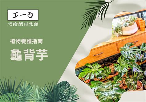 辦公室植物盆栽|增添工作靈感！精心挑選你的完美辦公室植物指南 